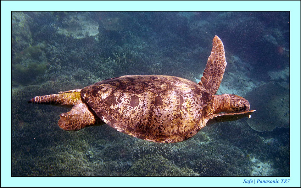 2011 - 08 - Borneo - Sipadan 045